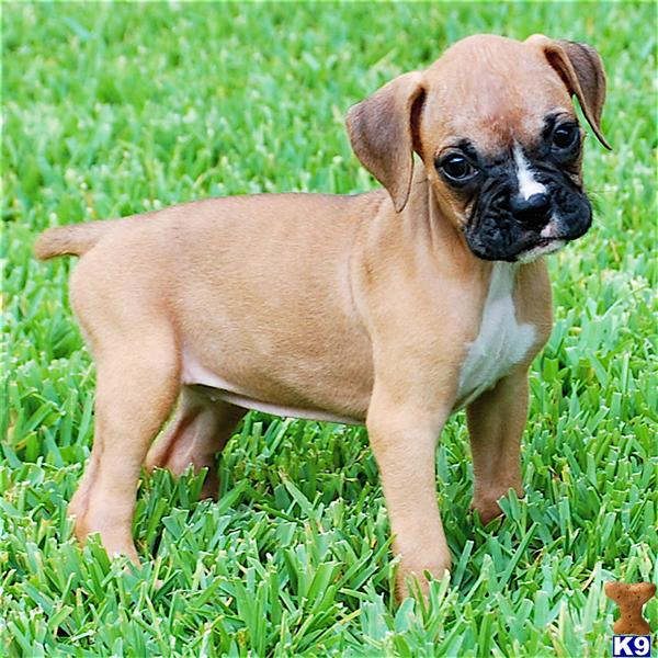 Boxer Puppy for Sale: AKC registered boxer puppy champion blood lines